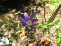 Brodiaea elegans elegans