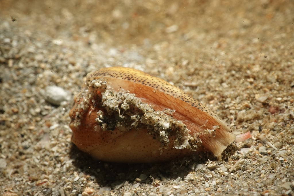 Sand-dusted cone