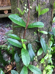 Hydrangea viburnoides