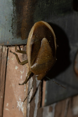 Rhytidolomia