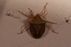 Euschistus ictericus