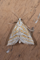 Leptosteges parthenialis