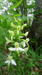 Platanthera bifolia
