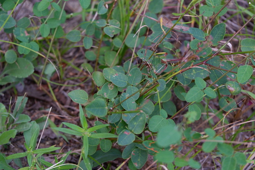 Image of Desmodium marilandicum by (c) Bonnie Semmling, some rights reserved (CC BY)