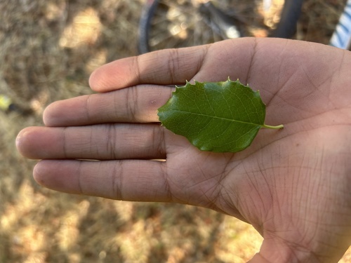 Hollyleaf cherry seedling