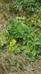 Angelica hendersonii