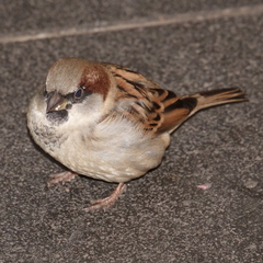 Passer domesticus