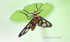 Amata huebneri
