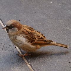 Passer domesticus