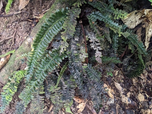 Cephalomanes javanicum iNat (1)