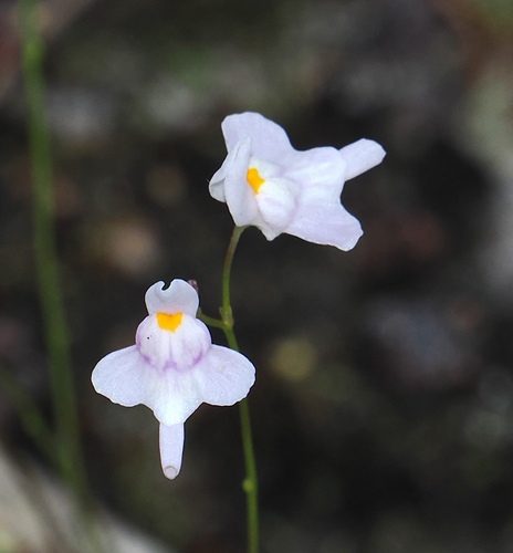 Florida Purple Bladderwort (Utricularia amethystina)