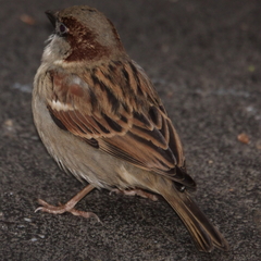 Passer domesticus