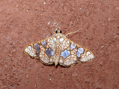 Glyphodes canthusalis
