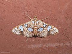 Glyphodes canthusalis