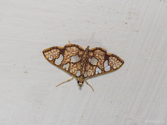 Glyphodes canthusalis