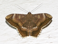 Cyclopis caecutiens