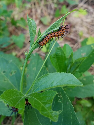 Gulf Fritillary