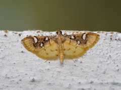 Cotachena histricalis
