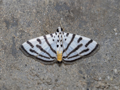 Pycnarmon virgatalis