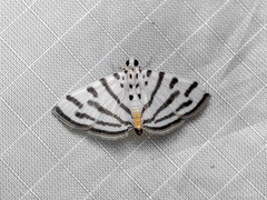 Pycnarmon virgatalis