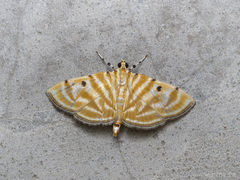 Notarcha tigrina