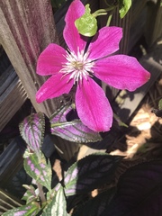 Clematis