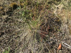Festuca altaica