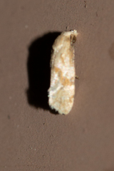 Cochylis caulocatax