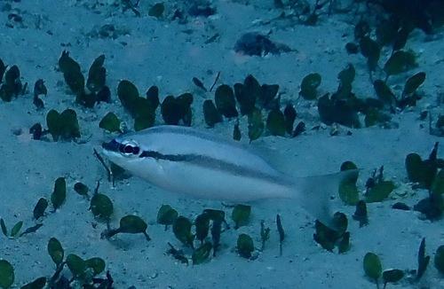 Scolopsis affinis