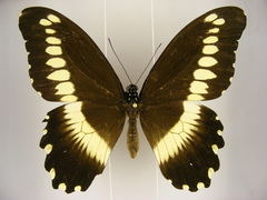Papilio gallienus