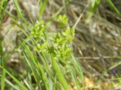 Lomatium cous