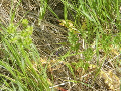 Lomatium cous
