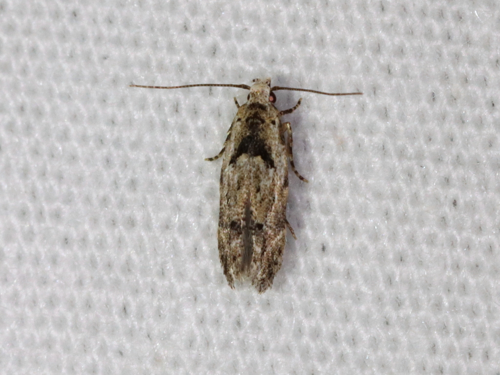 Sinoe robiniella