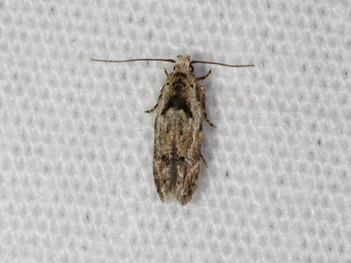 Sinoe robiniella