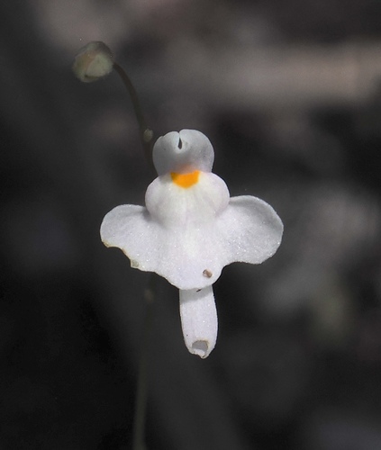 Image of Utricularia amethystina by (c) desertnaturalist, some rights reserved (CC BY)