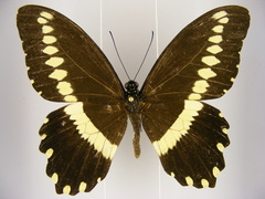 Papilio gallienus