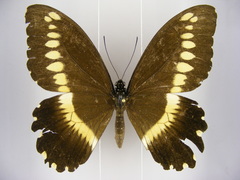 Papilio gallienus