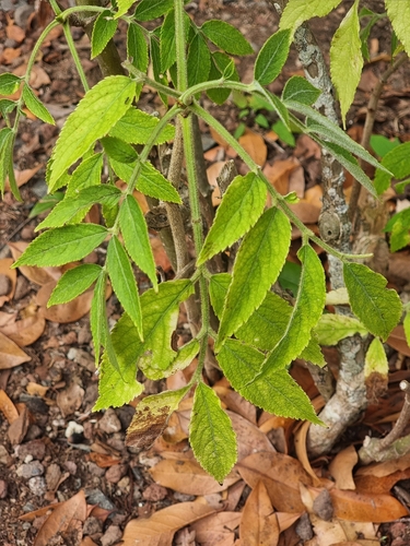 Canary Islands elder (Sambucus palmensis)
