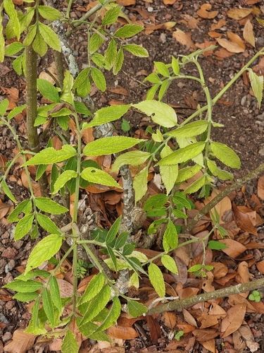Sambucus palmensis, photograph 1