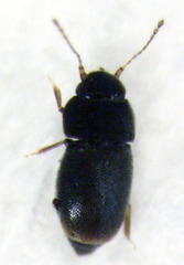 Ptiliodes austerus