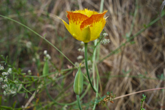 Calochortus weedii weedii