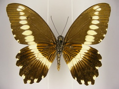 Papilio gallienus