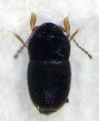 Ptiliodes austerus