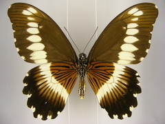Papilio gallienus