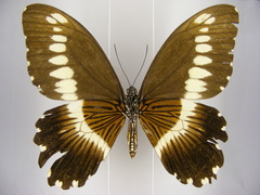 Papilio gallienus