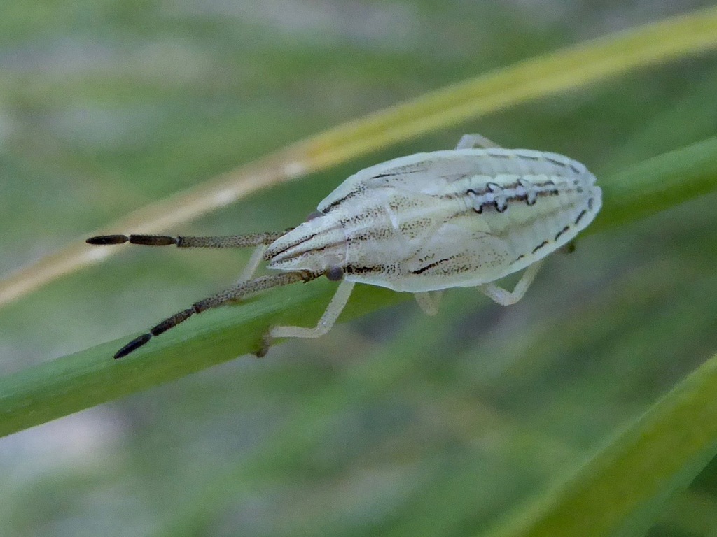 Mecidea minor