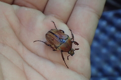 Cosmiomorpha similis