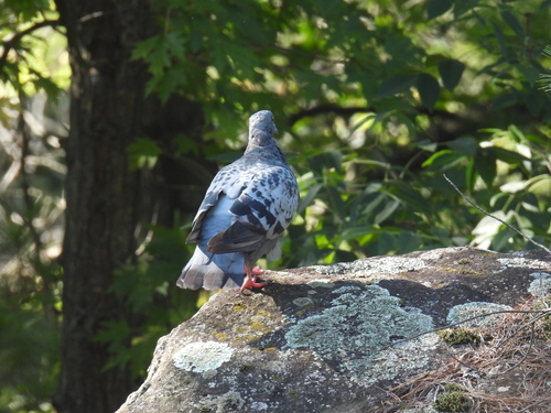 Feral Pigeon photographed in Minnesota