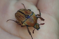 Cosmiomorpha similis
