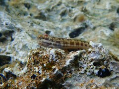 Lined-Tail Blenniella photo 5